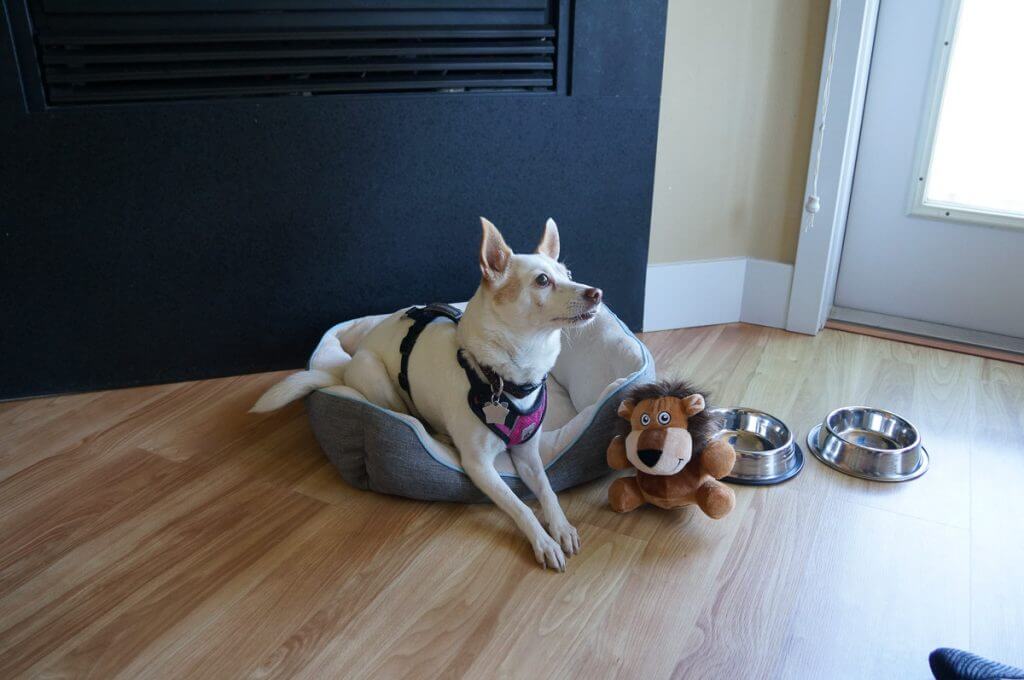 Pet Friendly Hotels Astoria Oregon