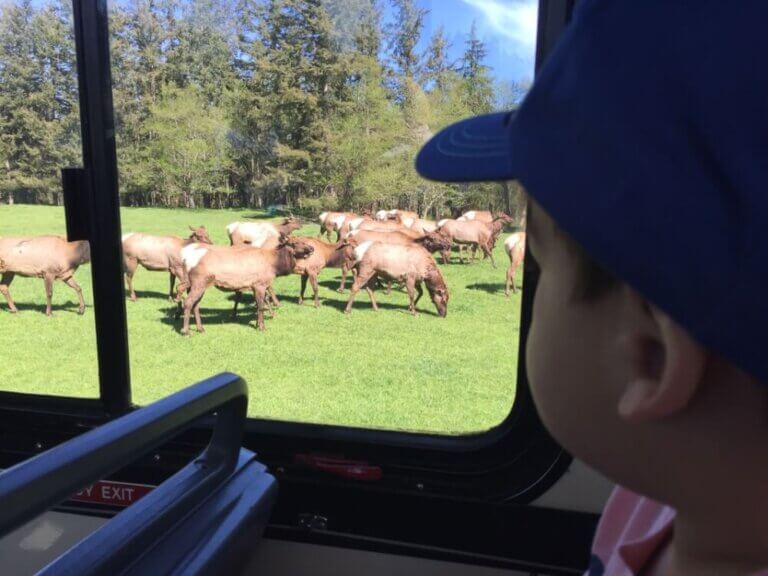 Honest Northwest Trek Review: Is It Worth Visiting with a Toddler?