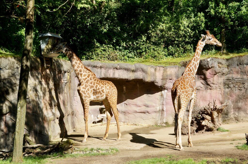 Giraffes at Oregon Zoo in Portland, OR