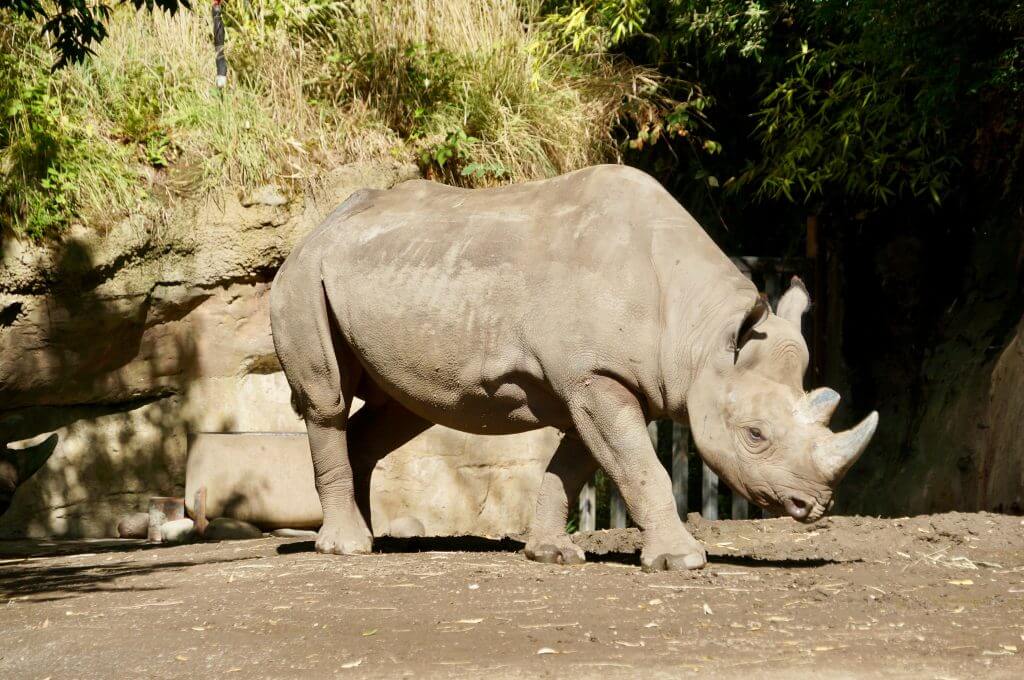 Oregon Zoo Rhino in Portland, OR
