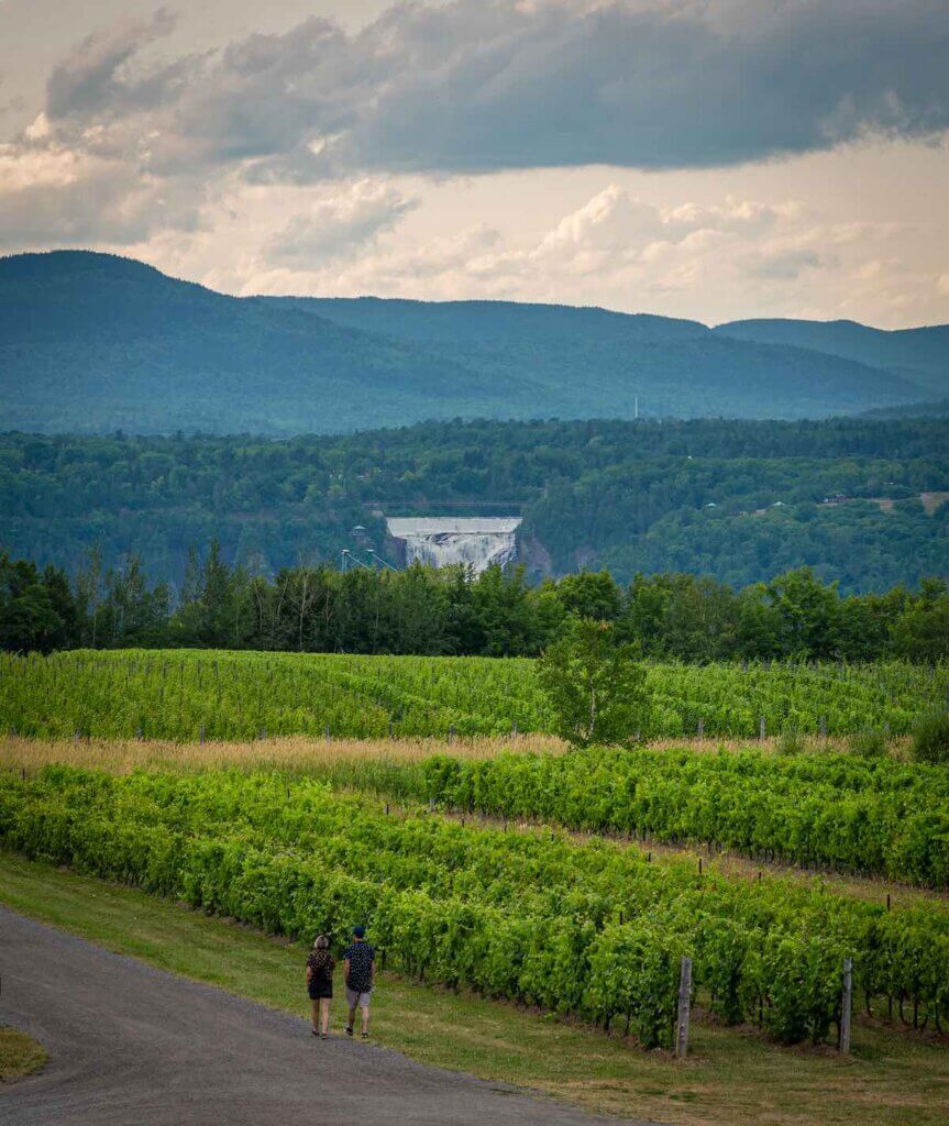Image of a vineyard in Ile d'Orleans in Quebec