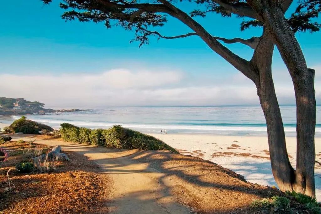 Beautiful ocean white beach with trail and tree in Carmel, CA.