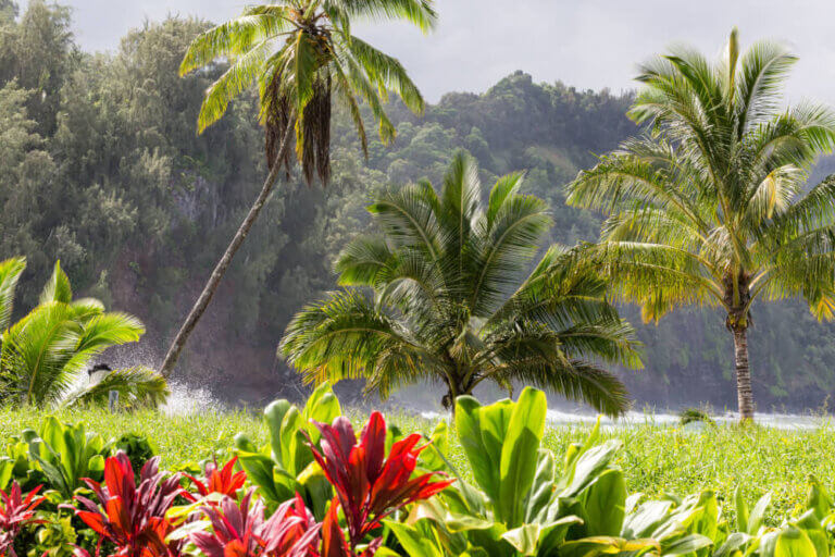 Thinking of vacationing in Maui with kids? Get my top tips on where to stay in Maui with kids, best kid-friendly beaches, activities, attractions and more! #maui #visitmaui #mauiwithkids #familytravel