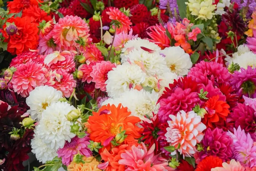 Photo of flowers at the Kent Farmers Market in downtown Kent, WA #visitkentwa #kentfarmersmarket #flowers