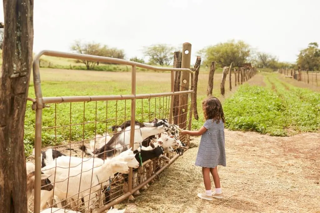 Photo of a girl feeding goats at the Surfing Goat Dairy in Kula, Maui in Hawaii #maui #surfinggoat #surfinggoatdairy #kula #hawaii #goat #farm