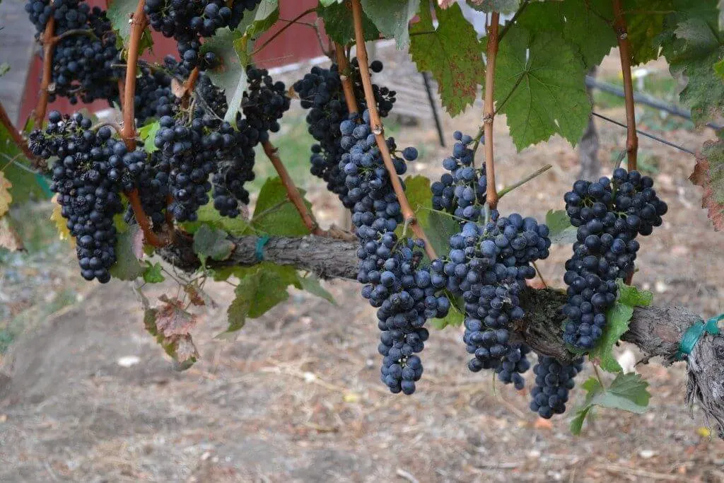 Photo of grapes at a winery in Prosser, Washington State | weekend getaways washington state