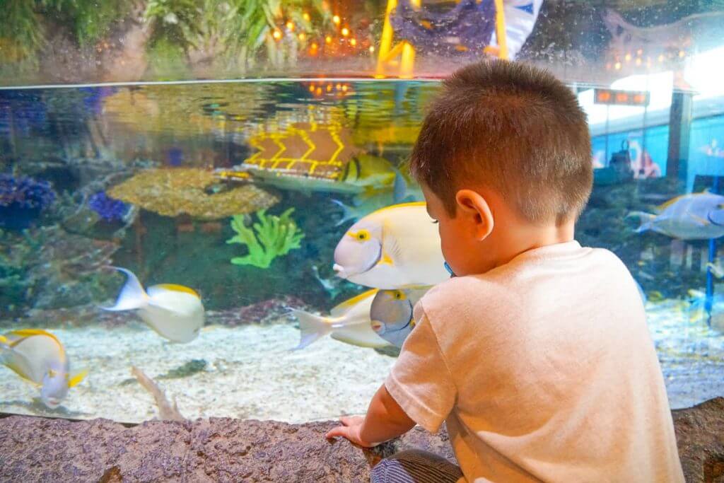 Photo of a toddler at SEA LIFE California Aquarium at LEGOLAND California, something fun at LEGOLAND for 2 year olds #LEGOLANDCA #SEALIFECaliforniaAquarium #aquarium