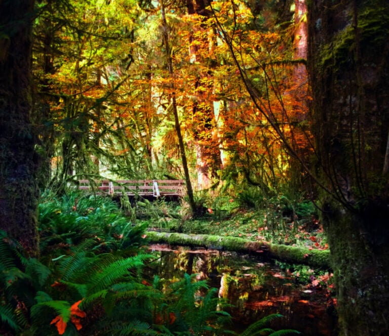 Photo of the Hoh Rainforest at the Olympic National Park in Washington State #pnw #washington #hohrainforest #olympicnationalpark