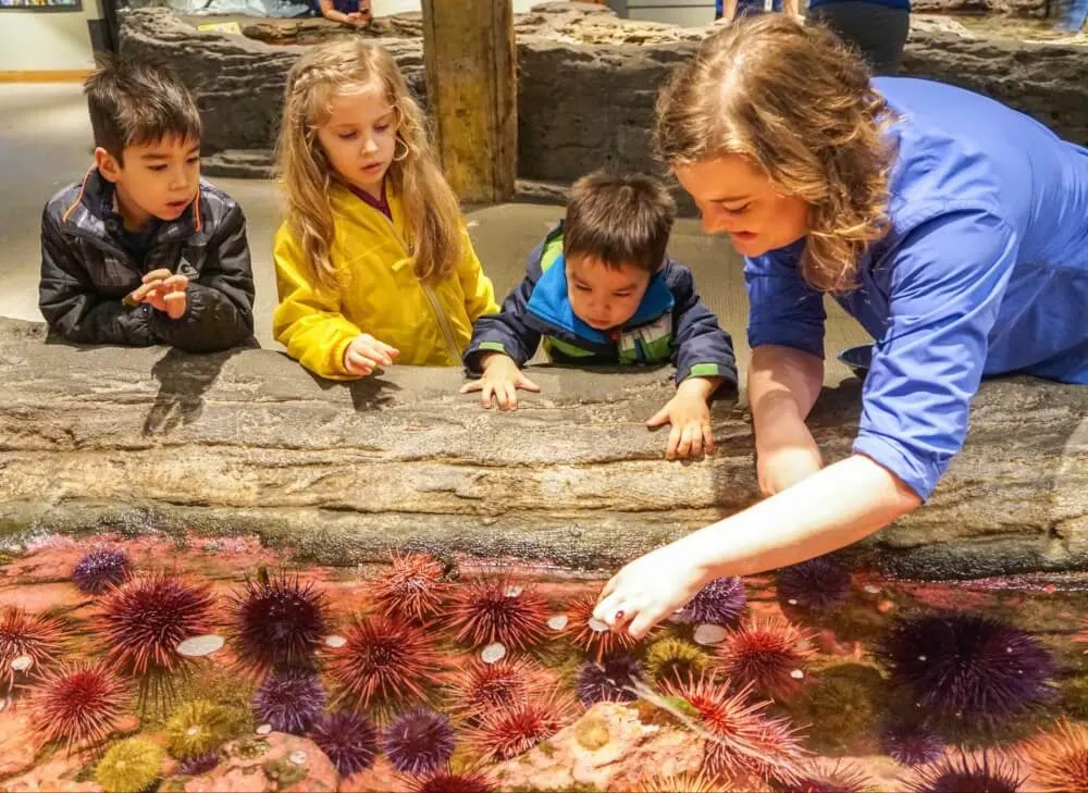 Play Date at the Seattle Aquarium Behind the Scenes tour, where kids got to feed sea urchins! #seattleaquarium #seattlewa #seattlewashington #seattlewithkids #familytravel | An Exclusive Seattle Aquarium Behind the Scenes Tour featured by top Seattle blogger, Marcie in Mommyland
