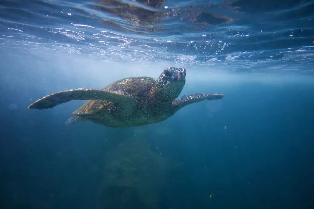 Seeing Hawaiian sea turtles is an amazing Oahu family activity.