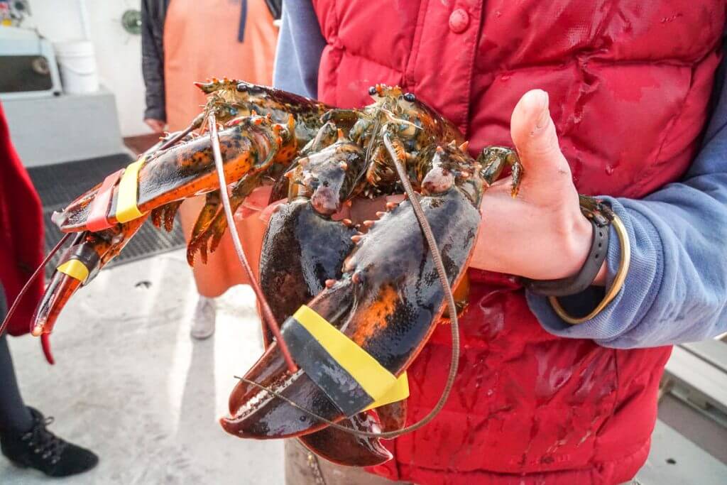 Check out this lobster from a Portland Maine cruise around Casco Bay in New England.