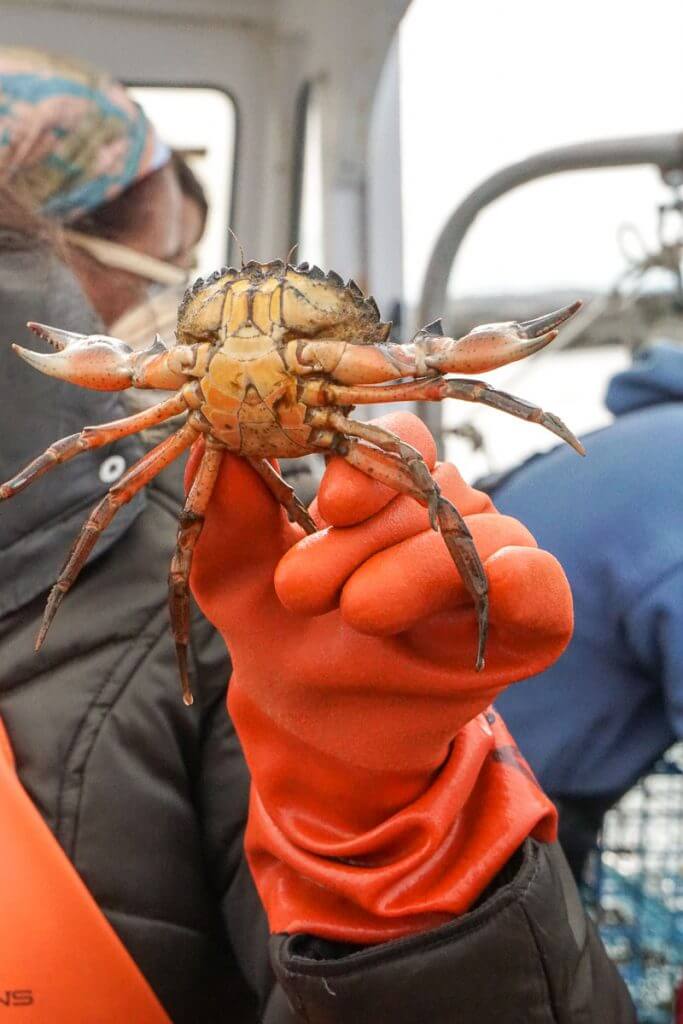 Most of our lobster traps were filled with little crabs on our Portland Maine lobster boat.