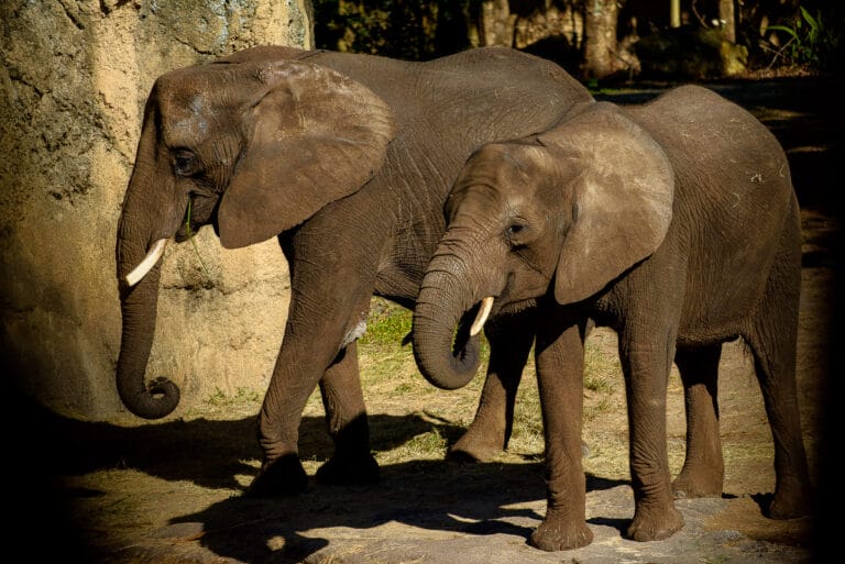 Top 5 Tips for Disney’s Animal Kingdom that Don't Cost Extra featured by top US Disney blogger, Marcie and the Mouse: Find out where to find the Disney's Animal Kingdom Magic on your next trip to Walt Disney World
