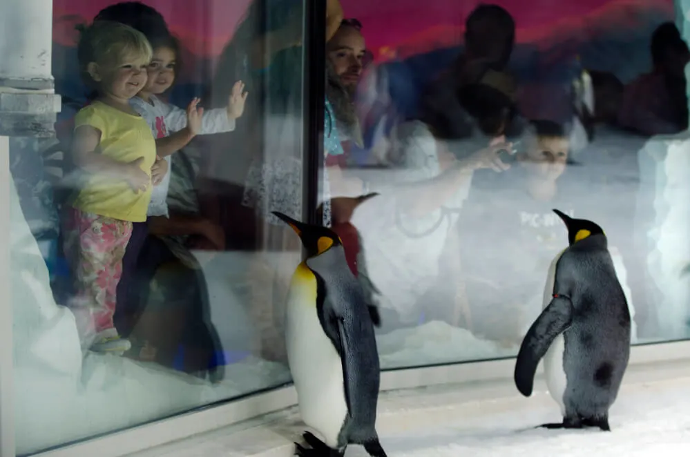 Top 10 Things to Do in Auckland with Kids featured by top family travel blogger, Marcie in Mommyland: AUCKLAND, NZ - APRIL 26:People interact with King Penguins in Kelly Tarltons sea world on April 26 2013.It's the world's largest Antarctic penguin colony exhibit.