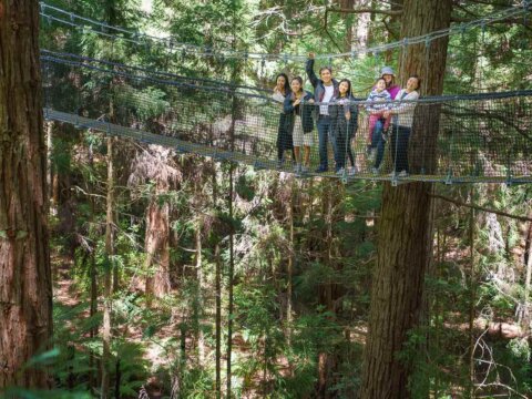 A Complete Guide to the Redwoods Tree Walk in Rotorua, NZ