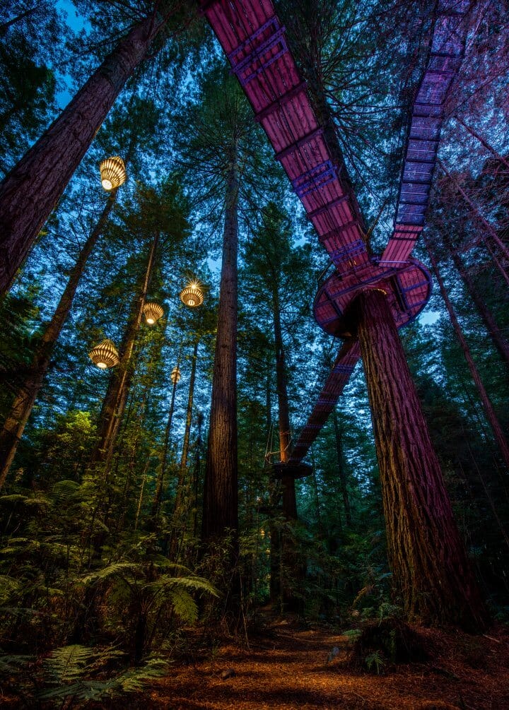 A Complete Guide to the Redwoods Tree Walk in Rotorua, NZ