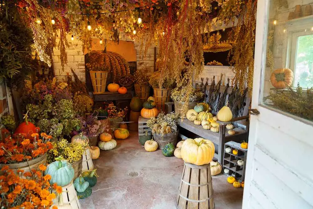 One of the best pumpkin patches in Washington State is Gordon Skagit Farms. Image of colorful pumpkins inside of a barn.