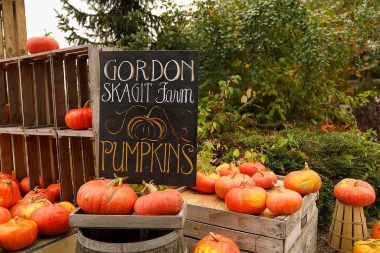 Looking for the best pumpkin patch in Washington State? Find out about Gordon Skagit Farms, a unique Washington pumpkin patch! Image of a bunch of orange pupkins with the Gordon Skagit Farms sign.