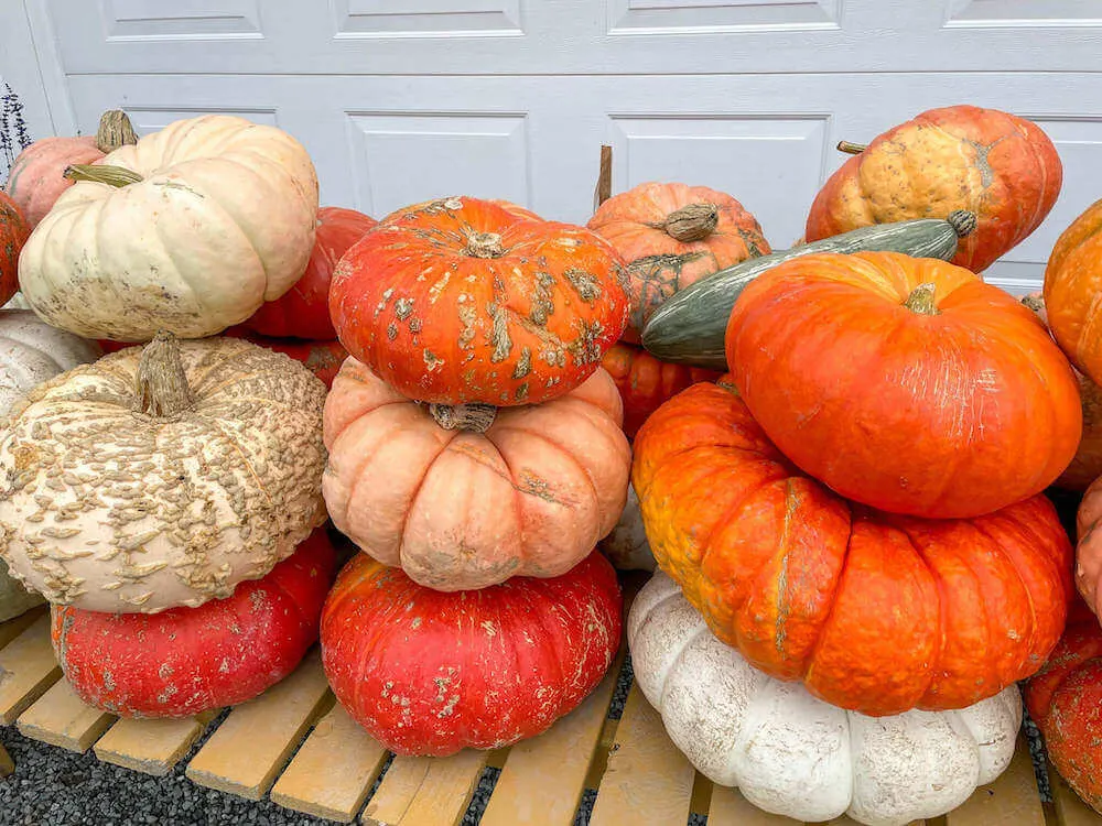 Image of a bunch of colorful pumpkins.
