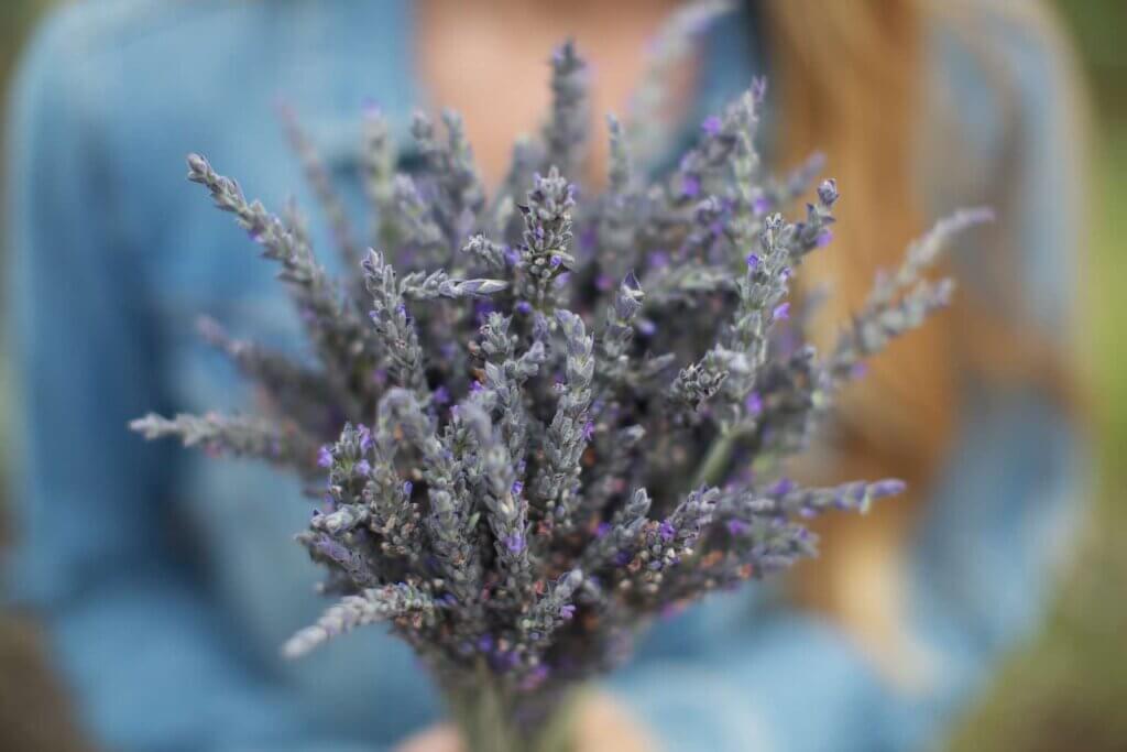 Image of someone wearing a blue shirt holding a bouquet of lavender.