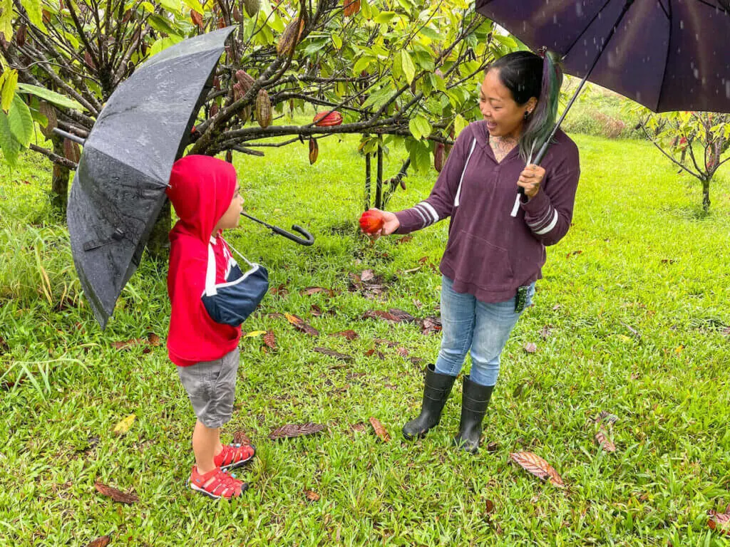 Image of a boy and a woman holding umbrellas while looking at cacao fruit at a chocolate farm in Hilo Hawaii.