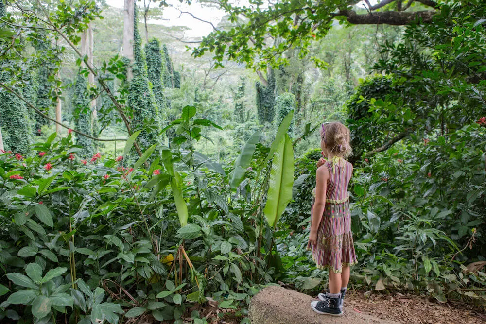 Image of a girl eating a lollipop while standing on the Manoa Falls trail on Oahu surrounded by greenery.