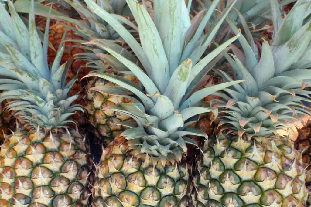Image of a bunch of Hawaiian pineapples.