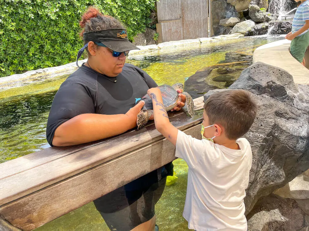 Image of a boy petting a sea turtle at a touch tank at Sea Life Park on Oahu Hawaii.