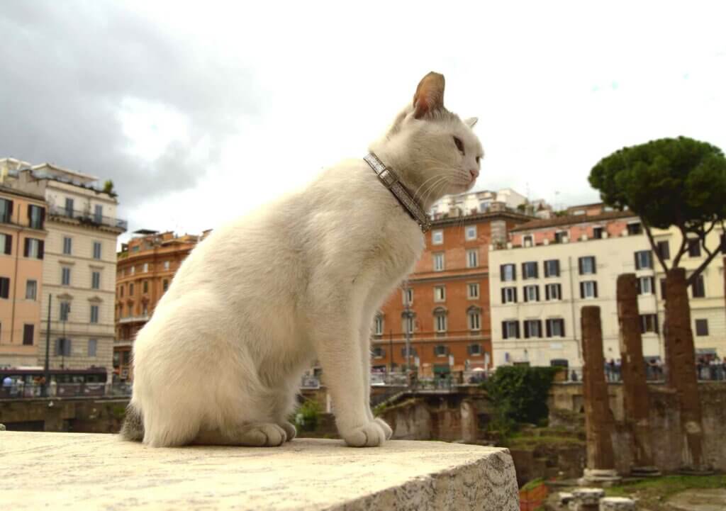 Largo di Torre Argentina is a rome hidden gem. Image of Cute white cat sitting on the square Largo di Torre Argentina. In the ancient Roman ruins on the site of the murder of Gaius Julius Caesar lives a lot of homeless cats