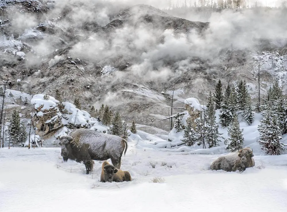 Image of bison in Yellowstone National Park in winter