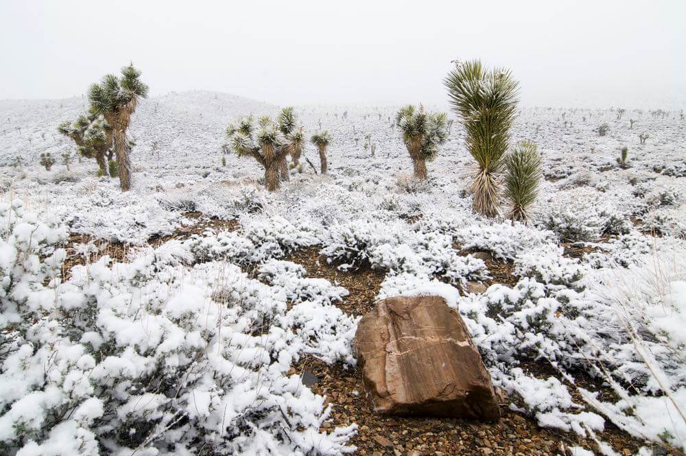 Snow-covered Joshua trees in Death Valley National Park.