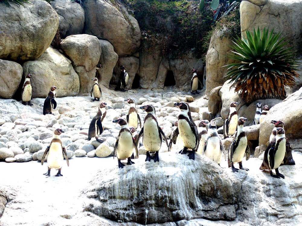 Image of penguins at the zoo