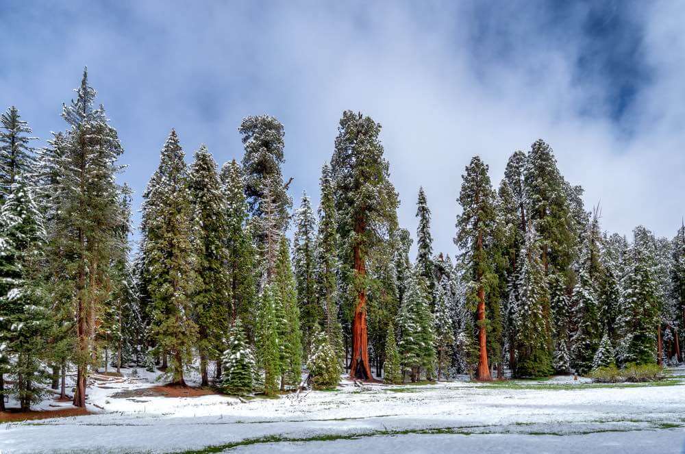 Giant Sequoia trees in Sequoia National Park during the winter.