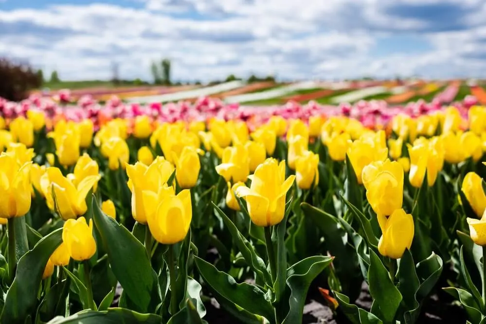 Tulip field in the Netherlands.
