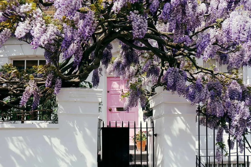 Image of Wisteria trees in front of a white building with a pink door