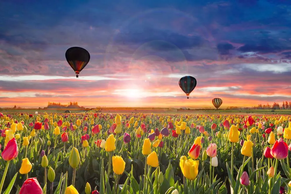 Hot Air Balloons taking off at Wooden Shoe Tulip Festival during dawn