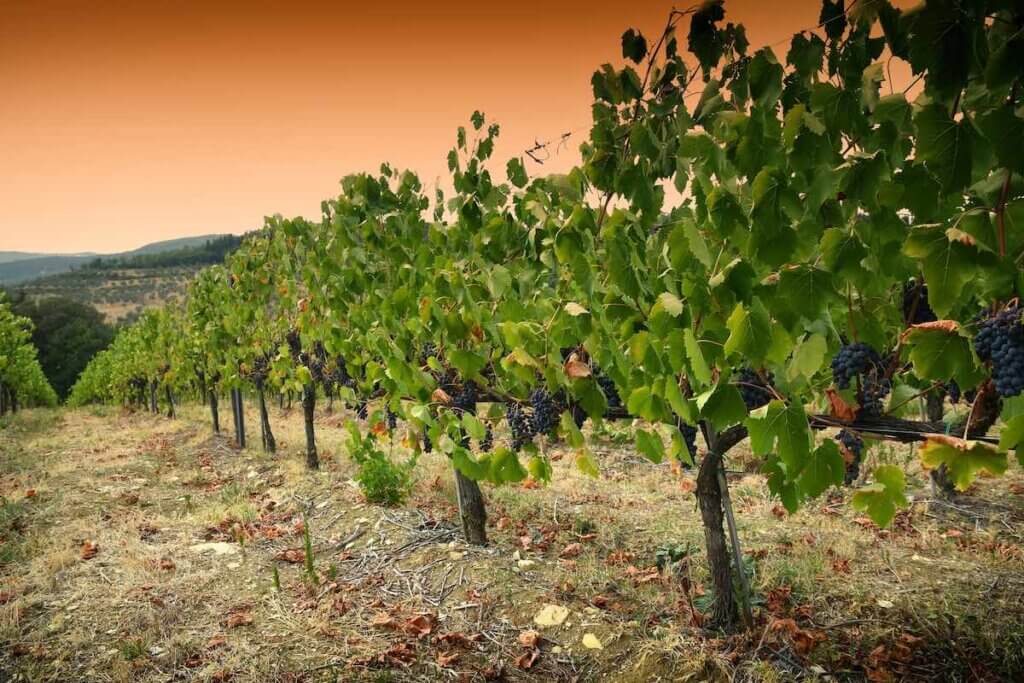 Image of an Italian vineyard in Chianti Italy