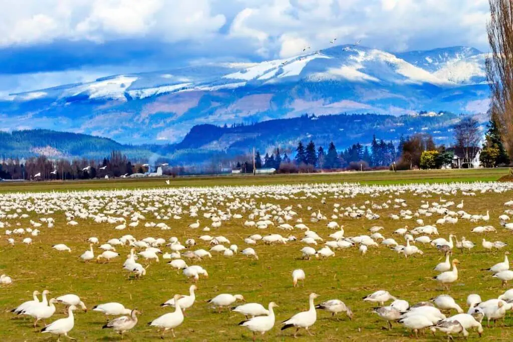Snow Geese Feeding Snow Mountains Skagit Valley Washington
