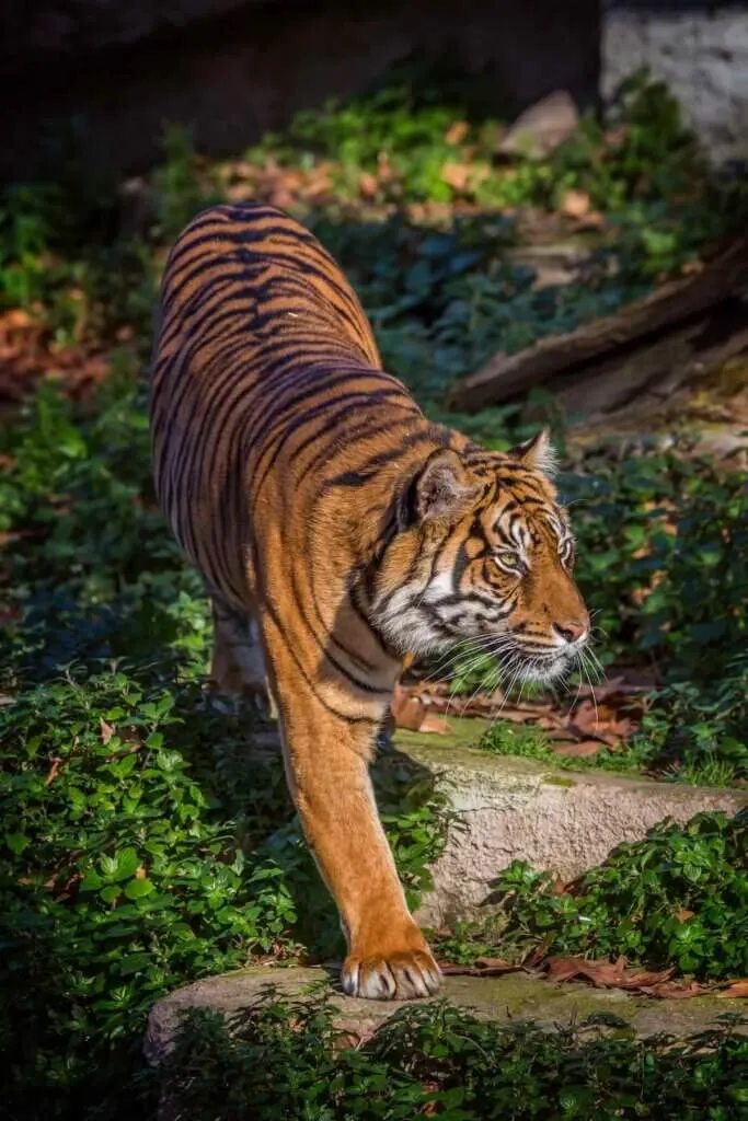 Image of Asian tiger in Barcelona Zoo, Spain