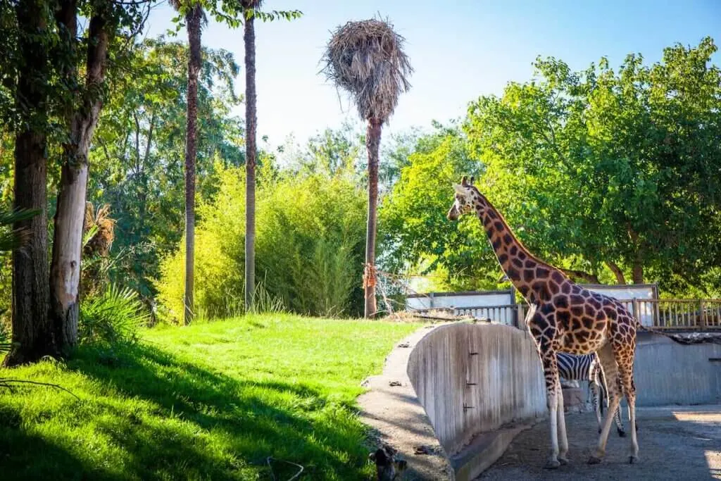 Image of a Giraffe at the Madrid Zoo