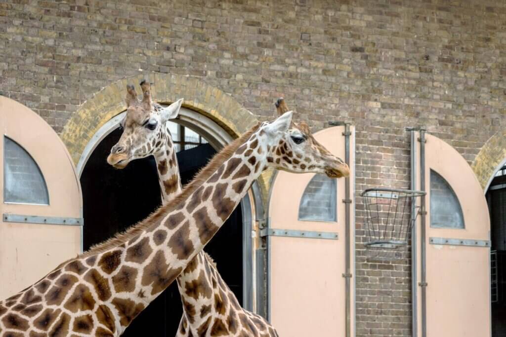 Image of two giraffes at the London Zoo