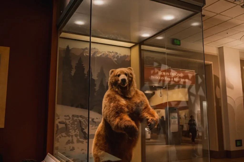 Grizzly Bear Exhibit at Smithsonian Natural History Museum in Washington DC. High quality photo