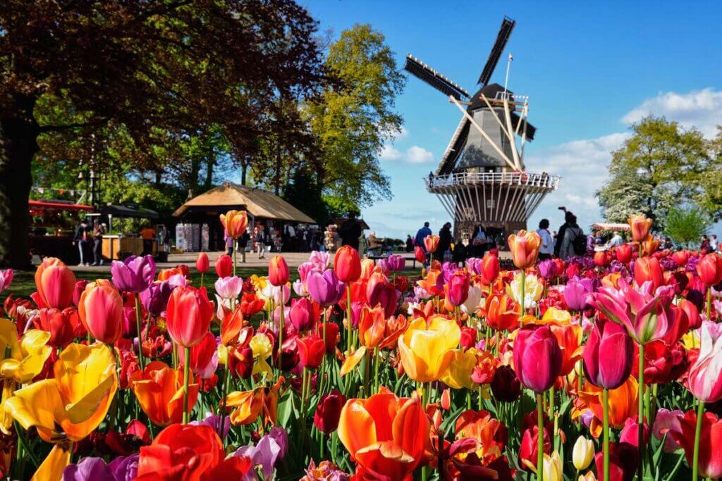 Image of Blooming tulips flowerbed and wind mill in Keukenhof garden, aka the Garden of Europe, one of the world largest flower gardens windmill tourists. Lisse, Netherlands