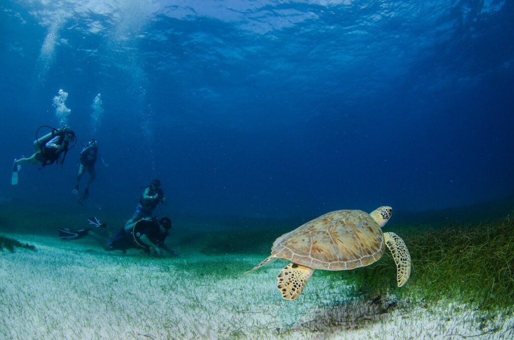 Image of scuba divers and a sea turtle