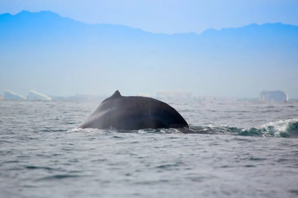 Image of Whale watching in the Banderas Bay near Puerto Vallarta, Mexico