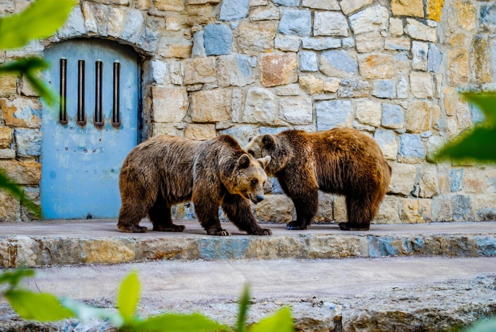 Image of bears at the Lisbon Zoo.