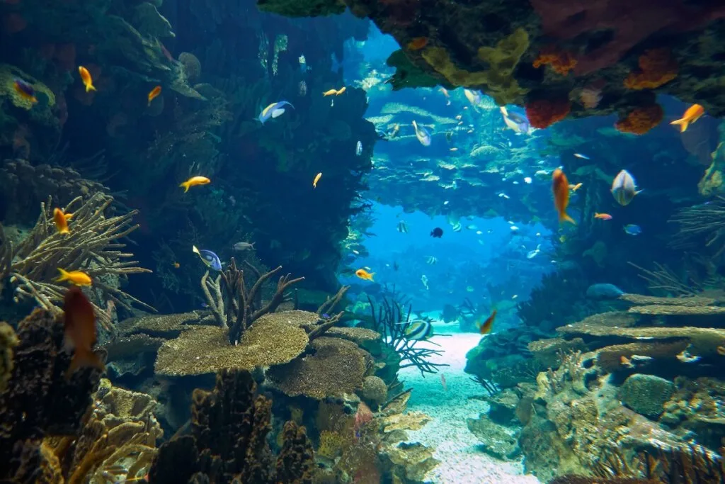 Image of The fantastic sea underwater world showcased in the main tank of the Lisbon Oceanarium. Portugal.