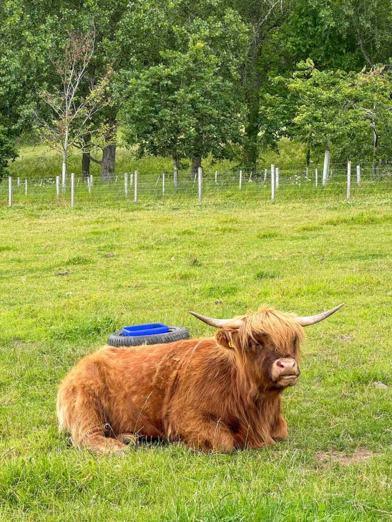 Image of a Highland Coo in Loch Ness