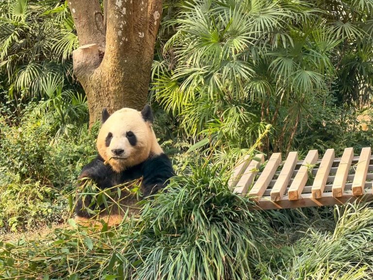 Hong Kong to Macau day trip itinerary. Image of a panda in Macau.