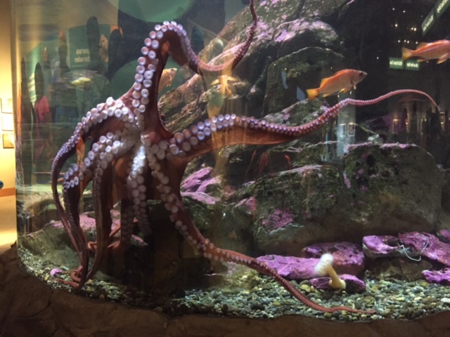 Giant Pacific Octopus at the Seattle Aquarium